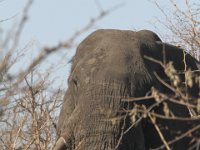 Marion, Romane South Africa 2014 (30 of 45) : KNP Pretoriuskop, Marion visit